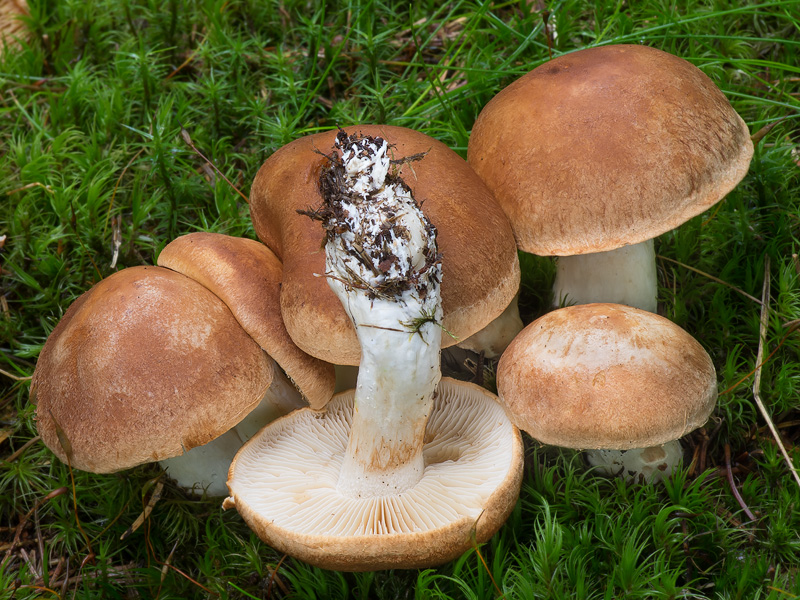 Cortinarius pseudocrassus